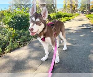 Siberian Husky Dogs for adoption in Pasadena, CA, USA