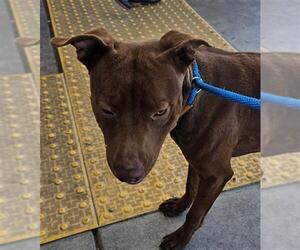 American Pit Bull Terrier Dogs for adoption in Bakersfield, CA, USA