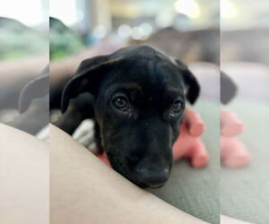 Labrador Retriever-Unknown Mix Dogs for adoption in Euless, TX, USA