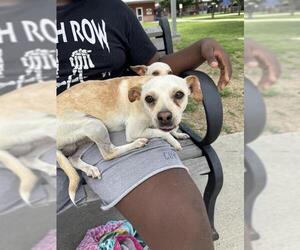 Mutt Dogs for adoption in San Antonio, TX, USA