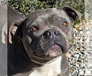 American Staffordshire Terrier-Bulldog Mix Dogs for adoption in Albuquerque, NM, USA