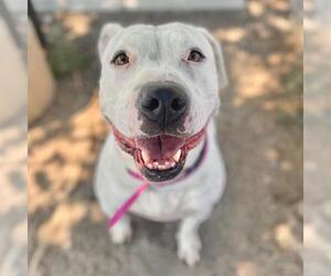 American Bulldog-Unknown Mix Dogs for adoption in Aurora, CO, USA