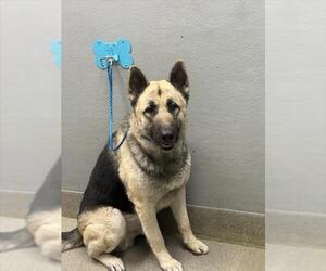 Medium Photo #1 German Shepherd Dog-Unknown Mix Puppy For Sale in Las Vegas, NV, USA