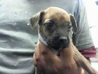 Bo-Dach Dogs for adoption in Conroe, TX, USA