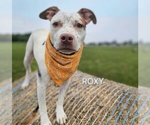 Mutt Dogs for adoption in Maryville, TN, USA