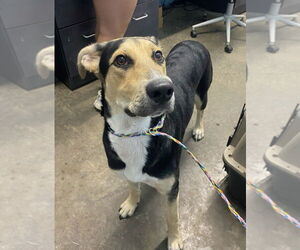 Mutt Dogs for adoption in Evansville, IN, USA