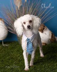 Poodle (Miniature) Dogs for adoption in Glendale , AZ, USA