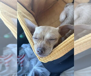 Chihuahua Dogs for adoption in oakland, FL, USA