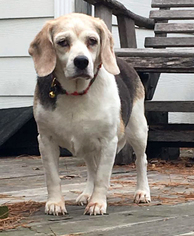 Beagle Dogs for adoption in Garner, NC, USA