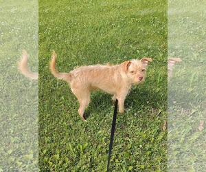 Chihuahua-Unknown Mix Dogs for adoption in St. Louis Park, MN, USA