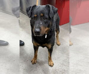 Rottweiler-Unknown Mix Dogs for adoption in Forestville, MD, USA
