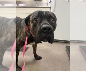 Mutt Dogs for adoption in HESPERIA, CA, USA