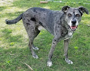 Great Dane Dogs for adoption in Eldora, IA, USA