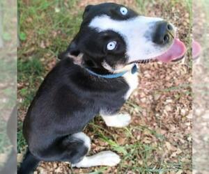 Siberian Husky-Unknown Mix Dogs for adoption in Rutherfordton, NC, USA