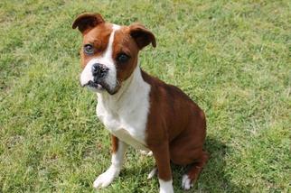 Boxer Dogs for adoption in Albany, GA, USA