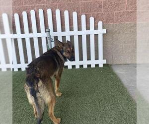 German Shepherd Dog Dogs for adoption in Modesto, CA, USA