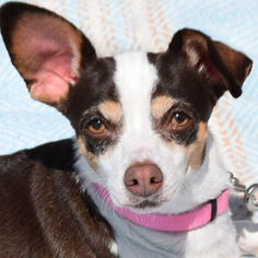 Medium Photo #1 Chihuahua Puppy For Sale in Huntley, IL, USA