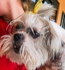 Shih Tzu Dogs for adoption in MORENO VALLEY, CA, USA