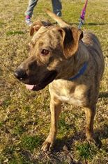 Medium Photo #1 American Pit Bull Terrier-Plott Hound Mix Puppy For Sale in Wylie, TX, USA