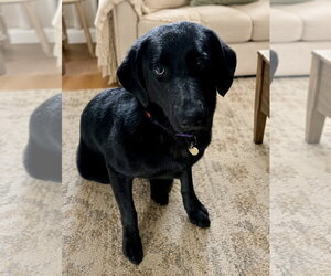 Mutt Dogs for adoption in Omaha, NE, USA