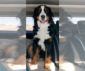 Bernese Mountain Dog Dogs for adoption in Valrico, FL, USA