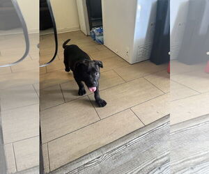 Mutt Dogs for adoption in Goodyear, AZ, USA