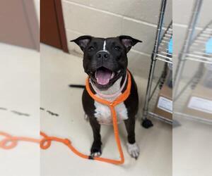 American Pit Bull Terrier-Unknown Mix Dogs for adoption in Center Township, PA, USA