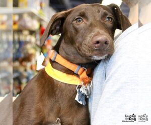 Labrador Retriever-Retriever  Mix Dogs for adoption in Washington, DC, USA