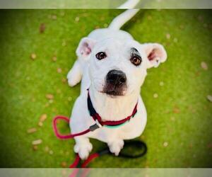Bluetick Coonhound-Unknown Mix Dogs for adoption in Orlando, FL, USA