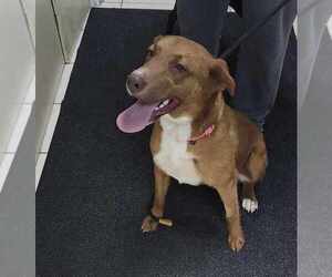 Australian Shepherd-Unknown Mix Dogs for adoption in Boston, MA, USA