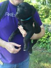 Labrador Retriever-Unknown Mix Dogs for adoption in byhalia, MS, USA