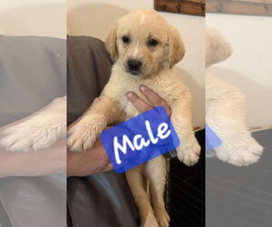 Golden Retriever-Unknown Mix Dogs for adoption in Brooksville, FL, USA