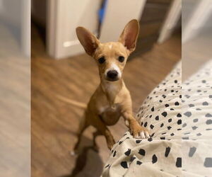 Chihuahua-Unknown Mix Dogs for adoption in Grafton, WI, USA