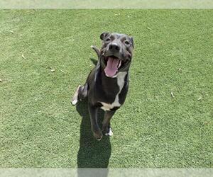 American Pit Bull Terrier-Unknown Mix Dogs for adoption in Corona, CA, USA