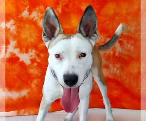 American Pit Bull Terrier-Unknown Mix Dogs for adoption in Pasadena, CA, USA