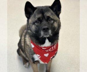Akita Dogs for adoption in Rohnert Park, CA, USA