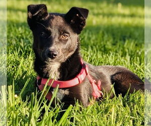 Shepradors Dogs for adoption in Princeton, MN, USA
