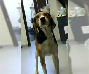 Treeing Walker Coonhound Dogs for adoption in Fayetteville, NC, USA