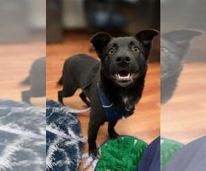 German Shepherd Dog-Unknown Mix Dogs for adoption in Elk Grove, CA, USA