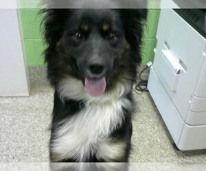 Australian Shepherd-Unknown Mix Dogs for adoption in Murfreesboro, TN, USA