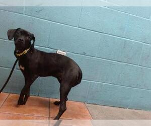 Chug Dogs for adoption in Downey, CA, USA