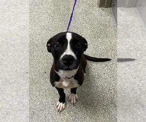 Labrador Retriever-Unknown Mix Dogs for adoption in Pasadena, TX, USA