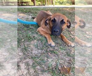 Retriever -Unknown Mix Dogs for adoption in Bethesda, MD, USA