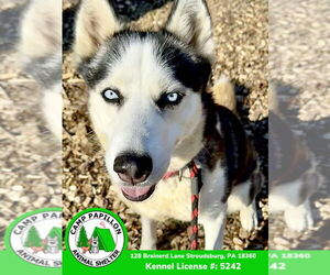 Siberian Husky Dogs for adoption in Stroudsburg, PA, USA