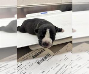 Mutt Dogs for adoption in Houston, TX, USA