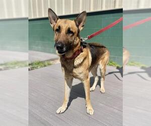 German Shepherd Dog Dogs for adoption in Naples, FL, USA