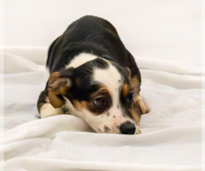 Mutt Dogs for adoption in Brooklyn Center, MN, USA