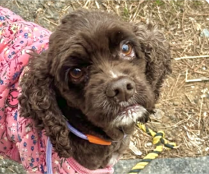 Cocker Spaniel Dogs for adoption in San Ramon, CA, USA