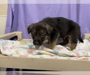 German Shepherd Dog-Unknown Mix Dogs for adoption in Modesto, CA, USA