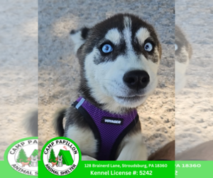 - Mix Dogs for adoption in Stroudsburg, PA, USA